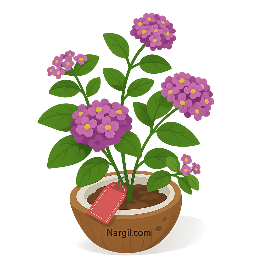  Nargil - creeping lantana